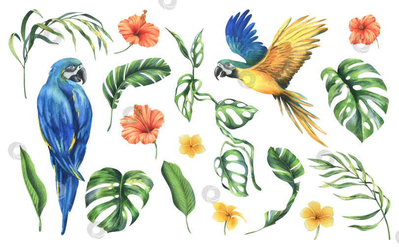 Скачать Тропические пальмовые листья, монстера и цветы плюмерии, гибискус, яркий сине-желтый попугай ара. Ботаническая иллюстрация, нарисованная акварелью от руки. Набор изолированных элементов на белом фоне. фотосток Ozero
