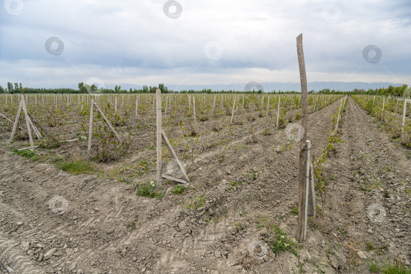 Скачать Вид на виноградники в сельской местности. Центральная Азия фотосток Ozero