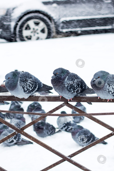 Скачать Голуби на заборе в снегу фотосток Ozero