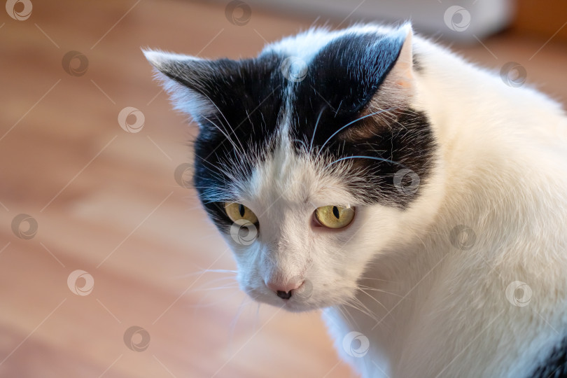 Скачать Черно-белый кот дома, портрет крупным планом фотосток Ozero