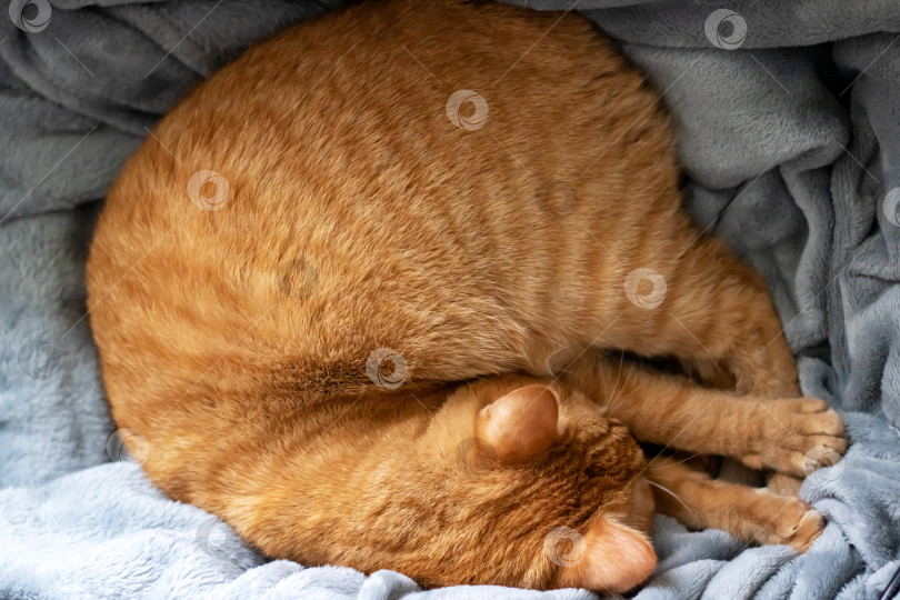 Скачать Рыжий кот свернулся калачиком и спит фотосток Ozero