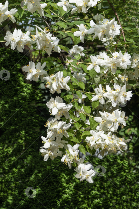 Скачать Цветы жасмина Philadelphus lewisii на размытом темном фоне. Выборочный фокус. Весенний сад. Белые цветы растут на длинной ветви куста жасмина Philadelphus lewisii. Концепция природы для дизайна фотосток Ozero