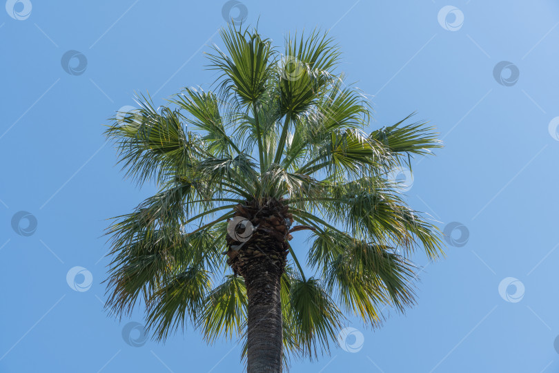 Скачать Крона пальмы Washingtonia filifera, широко известной как калифорнийская веерная пальма, в Сочинском ландшафтном парке. Роскошные листья с нитями на фоне голубого неба фотосток Ozero