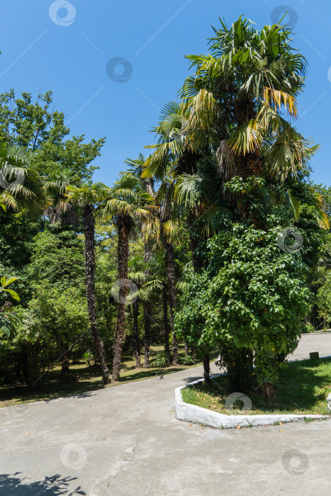 Скачать Пальмы Washingtonia filifera, широко известные как калифорнийская веерная пальма, в ландшафтном парке в Сочи. Красивая пальма с роскошными листьями растет среди лиственных деревьев. Природная концепция дизайна. фотосток Ozero