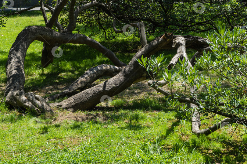 Скачать Ствол дерева необычной изогнутой формы с молодыми зелеными листьями на кроне. Ствол дерева расположен горизонтально поверхности. Городской ландшафтный парк возле курортного проспекта города-курорта Сочи. фотосток Ozero