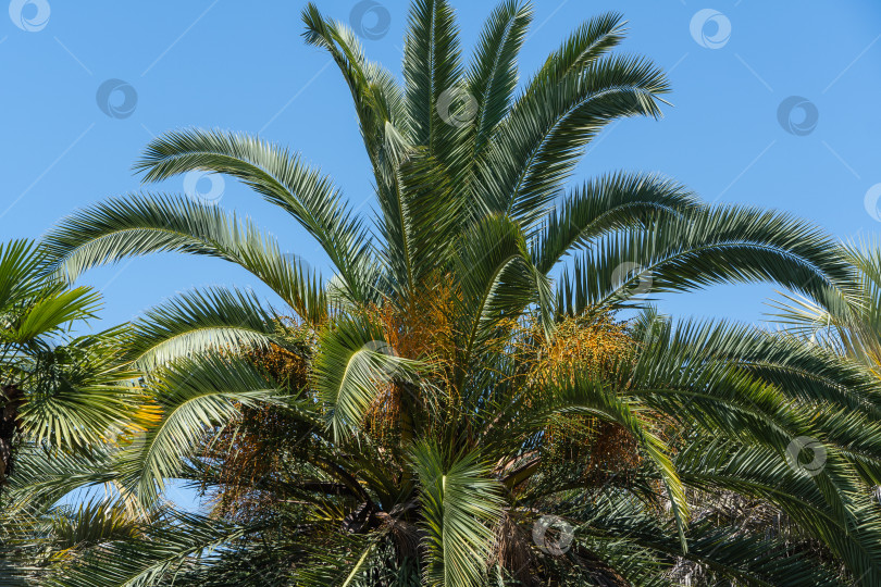 Скачать Красивая пальма Канарских островов Финиковая пальма (Phoenix canariensis) в ландшафтном парке в Сочи. Phoenix Hybrida Hort с роскошными листьями растет в парке среди вечнозеленых растений. Концепция природы для дизайна. фотосток Ozero