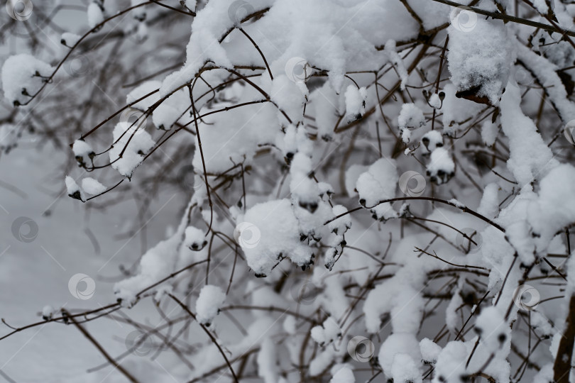 Скачать ветвь кустарника под сильным снегом. Зимовка. Растения. фотосток Ozero