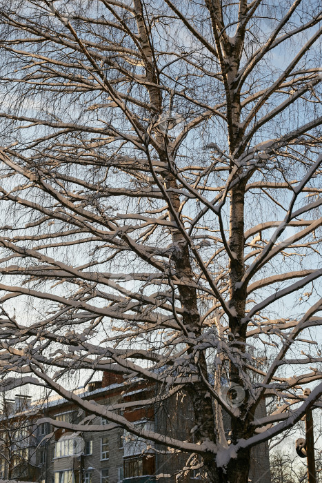 Скачать Фотография дерева зимой в снегу крупным планом на фоне многоквартирного дома. Снегопад. Плохая погода. фотосток Ozero