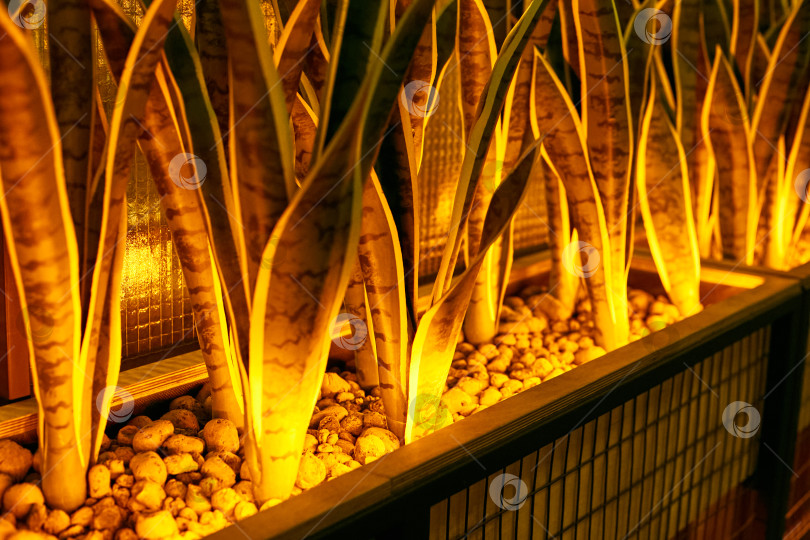 Скачать искусственные растения с желтыми растениями в интерьере. фотосток Ozero