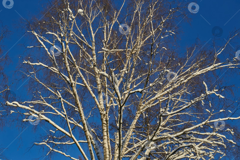 Скачать белая береза, покрытая снегом, в зимнем ясном голубом небе. фотосток Ozero