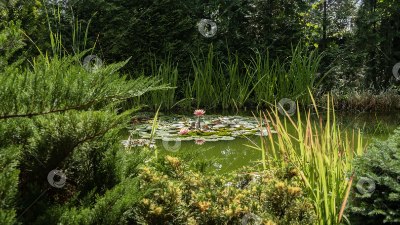 Скачать Сказочно ухоженный садовый пруд с удивительной яркой розово-оранжевой водяной лилией или оранжевым закатным цветком лотоса Перри. Размытый фон. Выборочный фокус. Крупный план нимфеи с каплями воды. фотосток Ozero