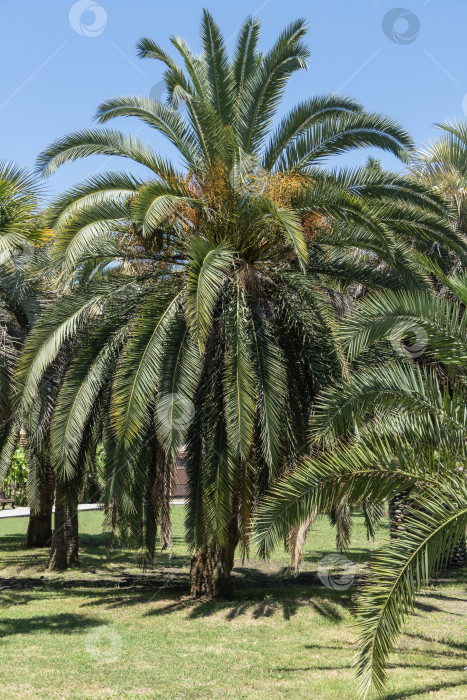 Скачать Красивая пальма Канарских островов Финиковая пальма (Phoenix canariensis) в ландшафтном парке в Сочи. Phoenix Hybrida Hort с роскошными листьями растет в парке среди вечнозеленых растений. Концепция природы для дизайна. фотосток Ozero