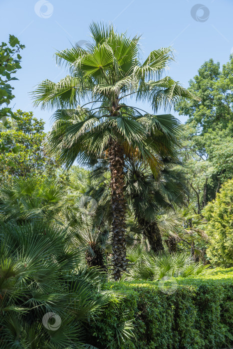 Скачать Пальмы Washingtonia filifera, широко известные как калифорнийская веерная пальма, в ландшафтном парке в Сочи. Красивая пальма с роскошными листьями растет среди лиственных деревьев. Природная концепция дизайна. фотосток Ozero