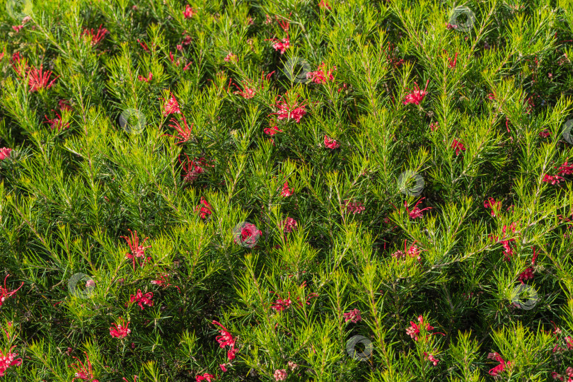 Скачать Гревиллея Канберрская (juniperina или rosmarinifolia) в Сочи. Розовые цветки гревиллеи Канберрской (juniperina Canberra Gem) и колючие листья, или гревиллея можжевеловая, или колючий паутиноцветник. фотосток Ozero