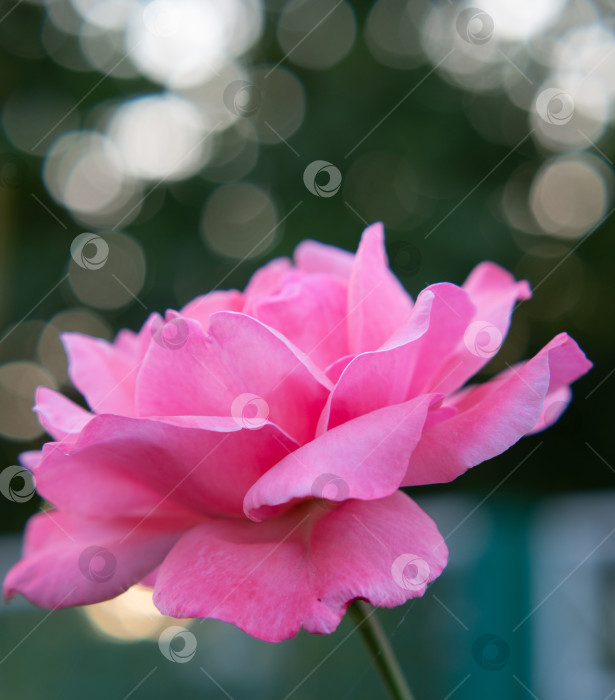 Скачать Раскрытый бутон бледно-розовой розы, вид сбоку, небольшая глубина резкости, место для текста. Цветочная открытка с цветком розы и эффектом боке фотосток Ozero