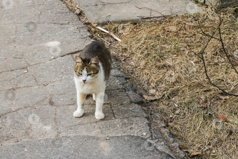 Скачать Серая кошка с зелеными глазами на улице фотосток Ozero