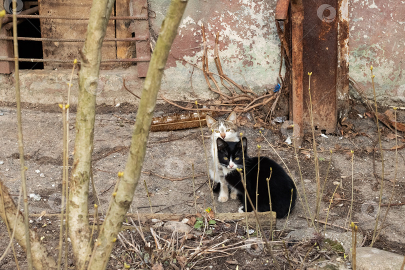 Скачать Два черно-белых котенка возле дома фотосток Ozero