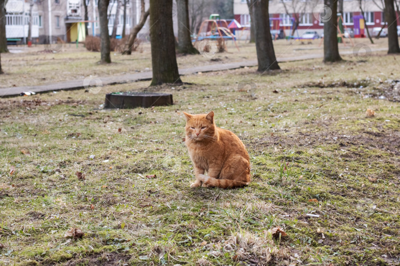 Скачать Старый бездомный рыжий кот на траве фотосток Ozero
