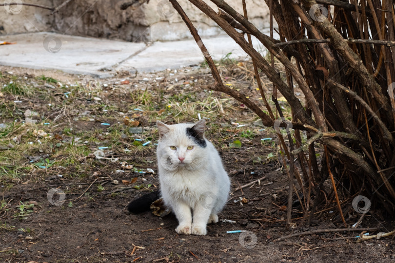 Скачать Бездомный черно-белый кот возле куста фотосток Ozero