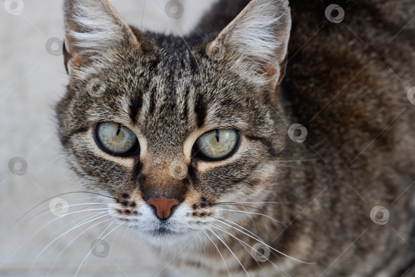 Скачать Серая кошка с зелеными глазами на улице фотосток Ozero