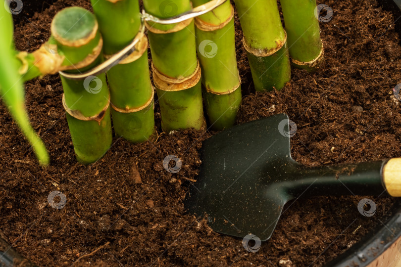 Скачать Насыпьте лопату в горшок с почвой и посадите растение фотосток Ozero