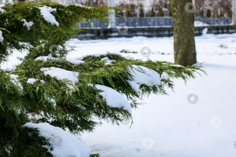 Скачать Ветви туи под снегом крупным планом фотосток Ozero