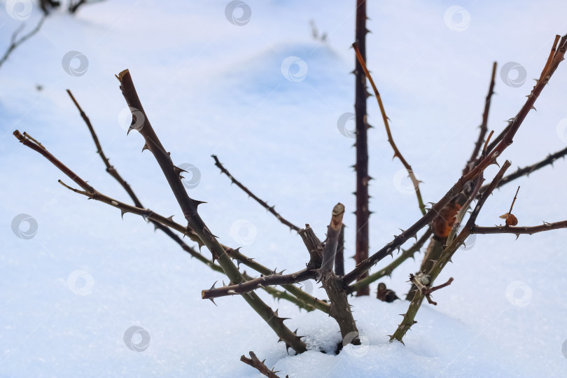 Скачать Шиповник дикой розы зимой крупным планом фотосток Ozero