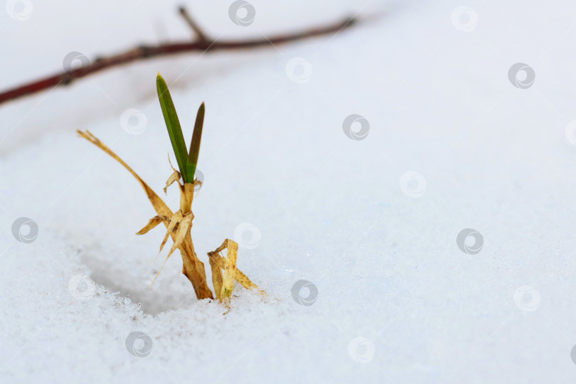 Скачать Зеленое растение, прорастающее сквозь снег зимой фотосток Ozero