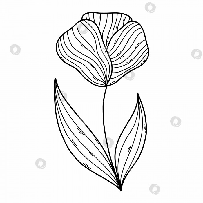 Скачать Милый цветок в стиле каракули. Нарисованный от руки рисунок растения. Книжка-раскраска. фотосток Ozero