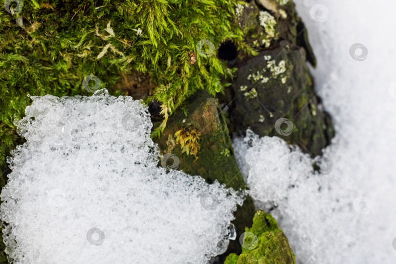 Скачать Зеленый фон природы, лишайник на заросшей мхом поверхности и снег крупным планом фотосток Ozero