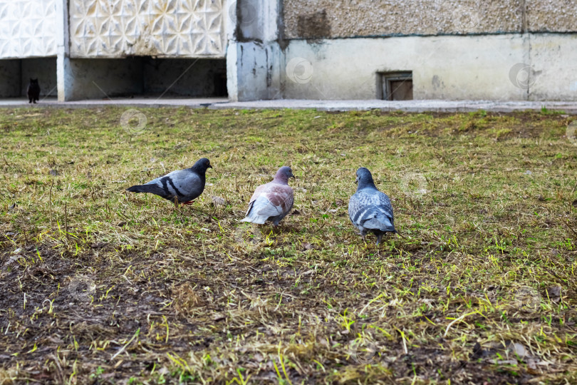 Скачать Три голубя, сидящие на траве крупным планом фотосток Ozero