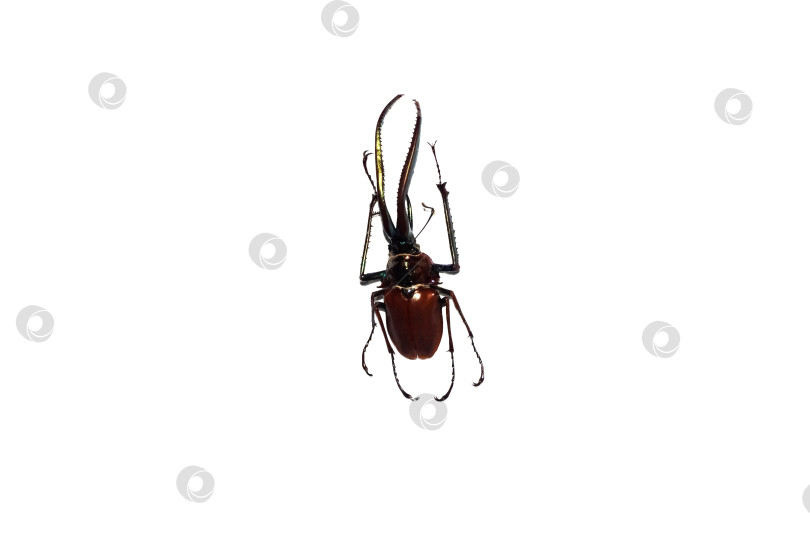 Скачать Большой коричневый жук, изолят на белом фоне, chiasognathus granti фотосток Ozero