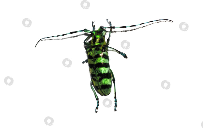 Скачать Большой черно-зеленый жук, выделяющийся на белом фоне фотосток Ozero