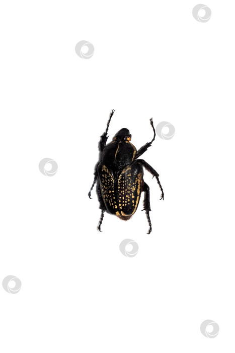 Скачать Большой черный жук, изолят на белом фоне, goliothus cacicus фотосток Ozero
