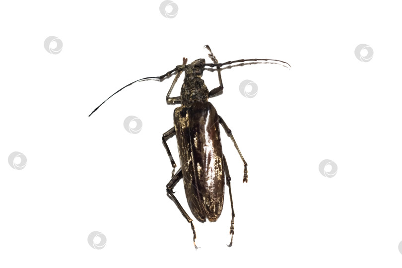 Скачать Большой коричневый жук, выделяющийся на белом фоне фотосток Ozero