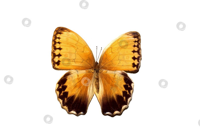 Скачать Большая бабочка с желтыми крыльями, выделяющаяся на белом фоне фотосток Ozero