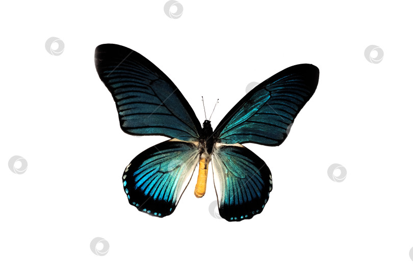 Скачать Большая бабочка с синими крыльями, выделяющаяся на белом фоне фотосток Ozero