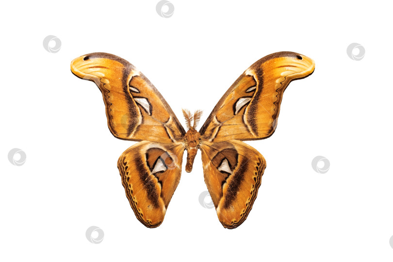 Скачать Большая бабочка с желтыми крыльями, изолят на белом фоне, attacus atlas фотосток Ozero