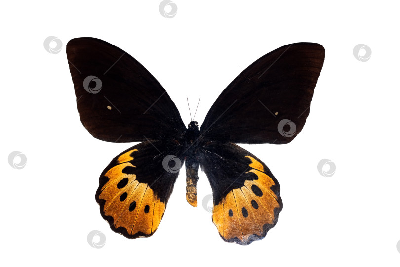 Скачать Бабочка с желтыми крыльями, изолят на белом фоне, arnithoptera goliathus supremus фотосток Ozero