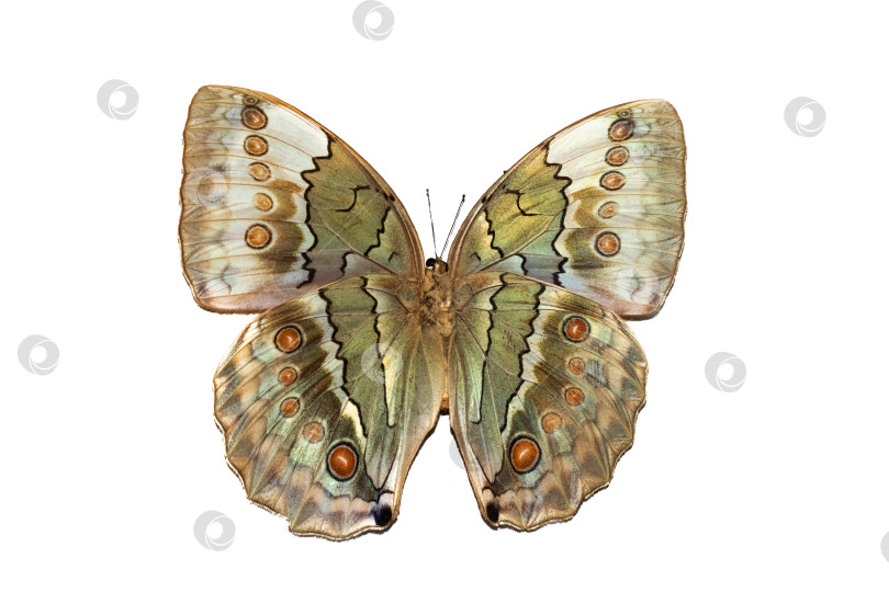 Скачать Большая бабочка с желтыми крыльями, выделяющаяся на белом фоне фотосток Ozero