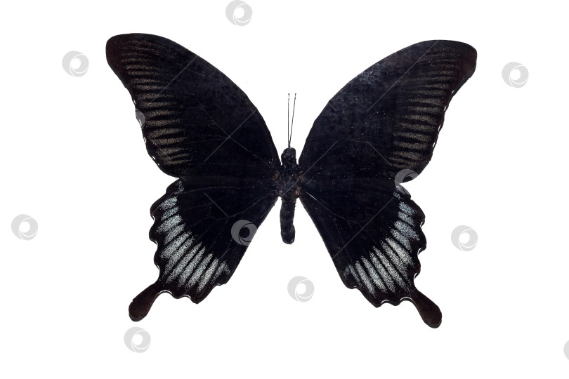 Скачать Большая бабочка с черными крыльями, изолят на белом фоне, papilio ascalaphus фотосток Ozero