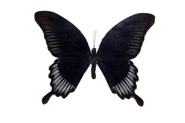 [object Object] undefined