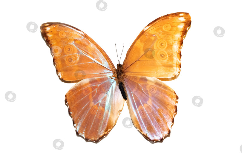 Скачать Большая бабочка с желтыми крыльями, изолят на белом фоне, mopho achilles фотосток Ozero