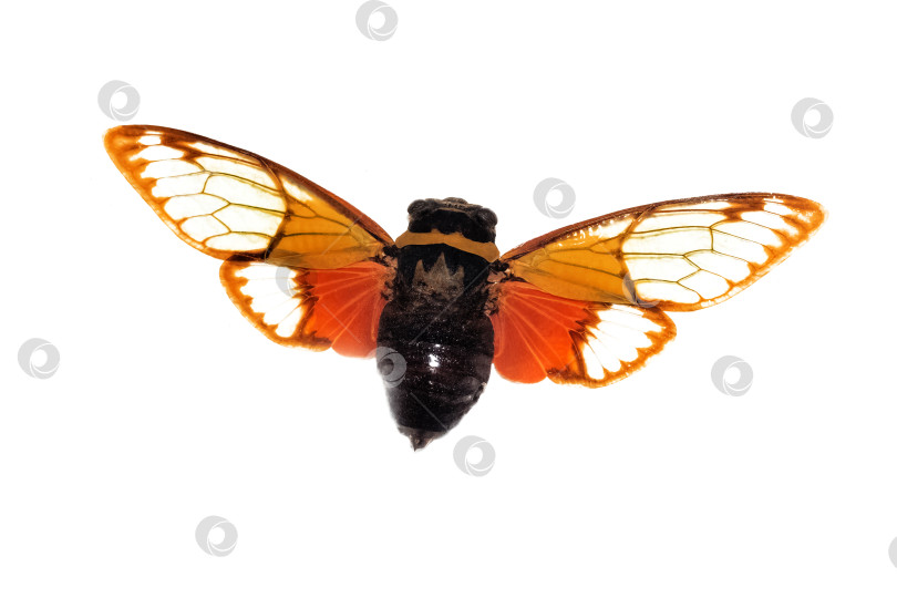 Скачать Большой коричневый жук, изолят на белом фоне, цикадовые, pomponia imperatoria фотосток Ozero