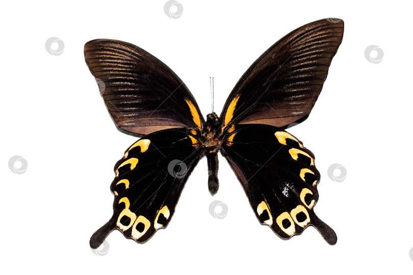 Скачать Большая бабочка с желтыми крыльями, изолят на белом фоне, papilio deiphobus фотосток Ozero