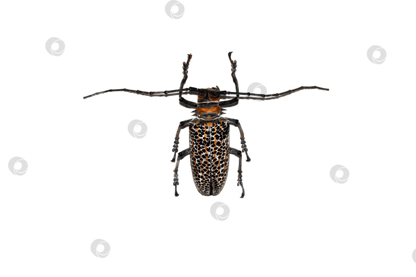 Скачать Большой коричневый жук, изолят на белом фоне, cerambycidae фотосток Ozero