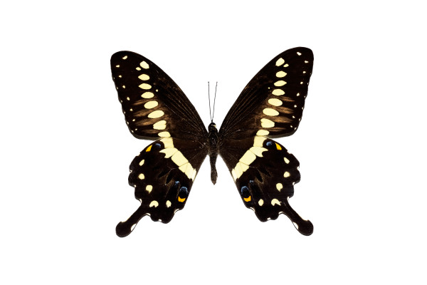 [object Object] undefined