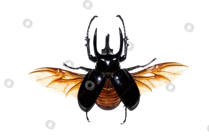 Скачать Большой коричневый жук, изолят на белом фоне, chalcosoma atlas фотосток Ozero