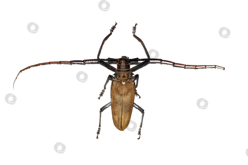 Скачать Большой коричневый жук, изолят на белом фоне, cerambycidae фотосток Ozero