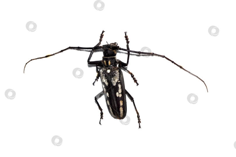 Скачать Большой коричневый жук, изолят на белом фоне, batocera lineolata фотосток Ozero